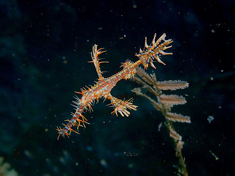 Harlequin ghost pipefish - Solenostomus paradoxus  Fall,Geotagged,Harlequin ghost pipefish,Indonesia,Solenostomus paradoxus