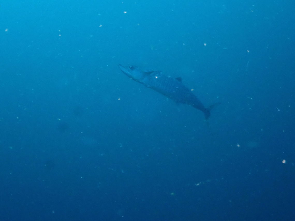 Great barracuda - Sphyraena barracuda  Fall,Geotagged,Great barracuda,Indonesia,Sphyraena barracuda