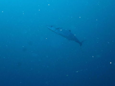 Great barracuda - Sphyraena barracuda  Fall,Geotagged,Great barracuda,Indonesia,Sphyraena barracuda