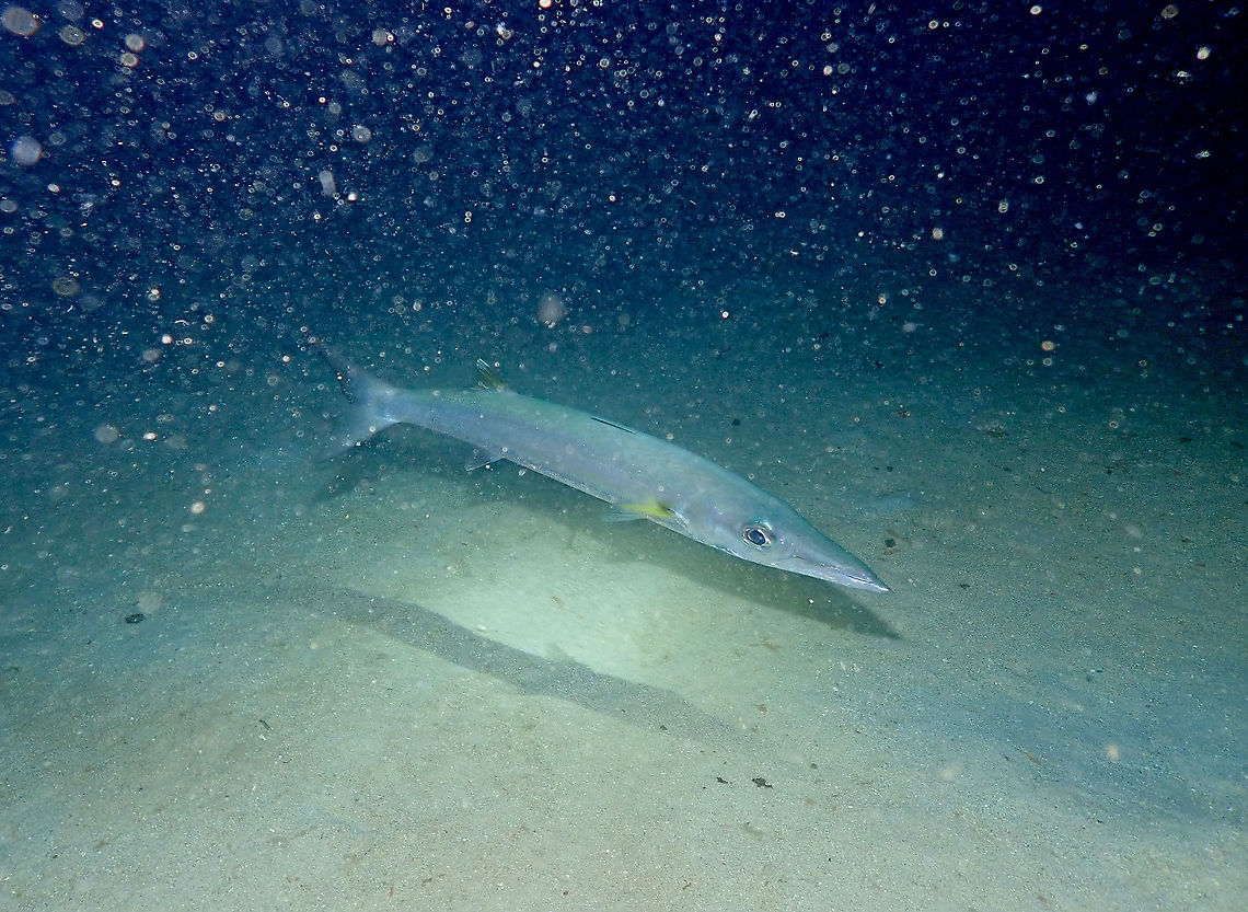 Sharpfin barracuda,Sphyraena acutipinnis  Fall,Geotagged,Indonesia,Sharpfin barracuda,Sphyraena acutipinnis,barracuda