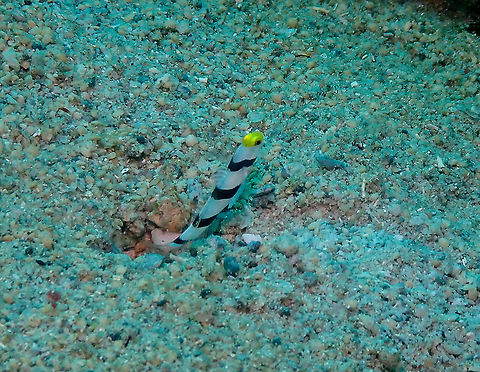 Filament-Finned Prawn Goby - Stonogobiops xanthorinica I think is not S. nematodes because nematodes has a very long dorsal fin with a black line on it which does not seem to be the case here. But as seen in this article it could also be a hybrid between both species as the dorsal fin is rather transparent (https://reefbuilders.com/2014/01/02/stonogobiops-family-photo-nematodes-xanthorhinica-hybrid-pictured/) Fall,Filament-Finned Prawn Goby,Geotagged,Indonesia,Stonogobiops xanthorhinica,Stonogobiops xanthorinica,Yellownose Shrimpgoby