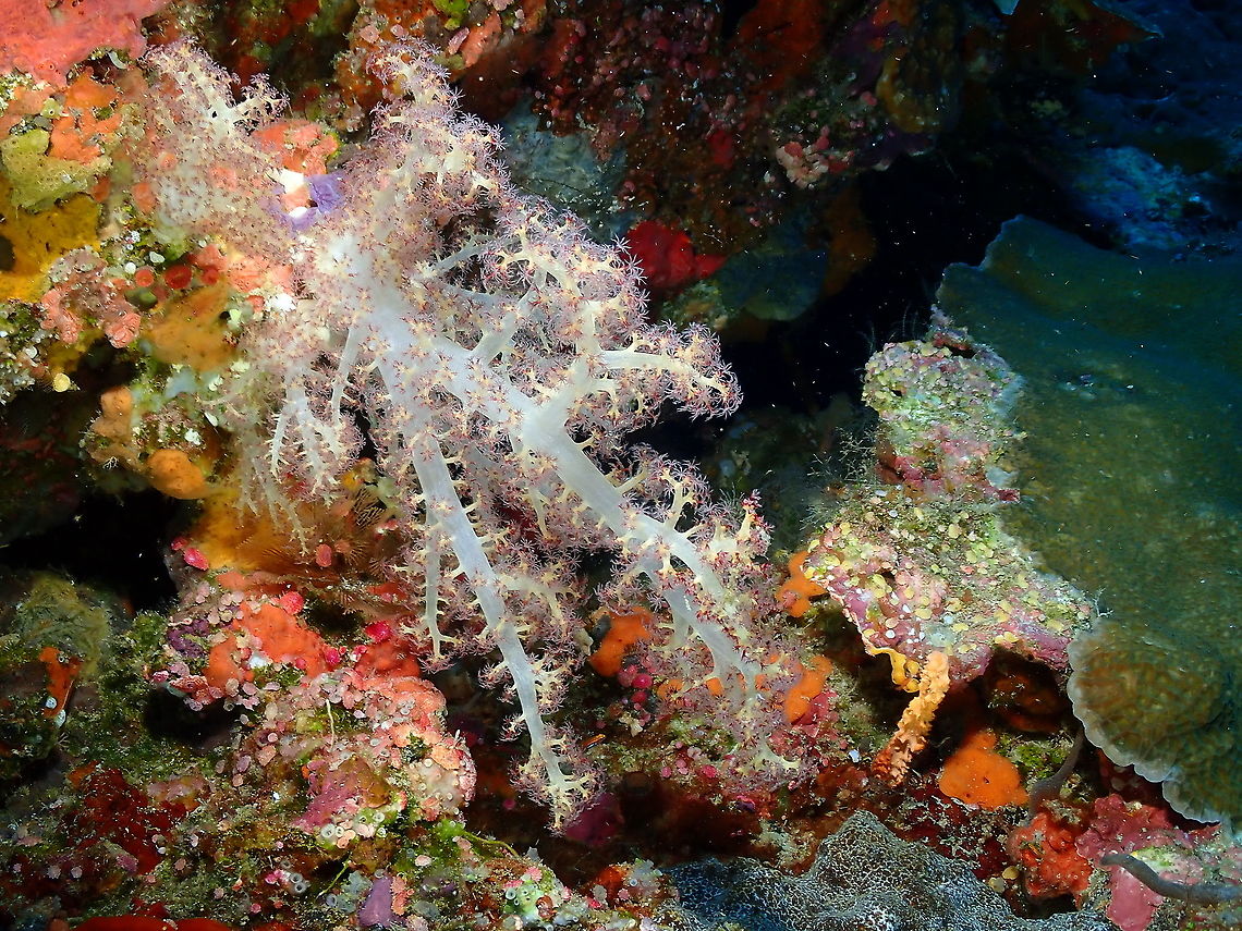 Merry Xmas 2020! Just a scene of Elmo&#039;s Reef in Halmahera with a pretty Dendronephthya coral to wish you all a beautiful Xmas Holidays! and may the New Year allow us again to travel a bit more, to find new treasures to add to our beautful species collection! Fall,Geotagged,Indonesia