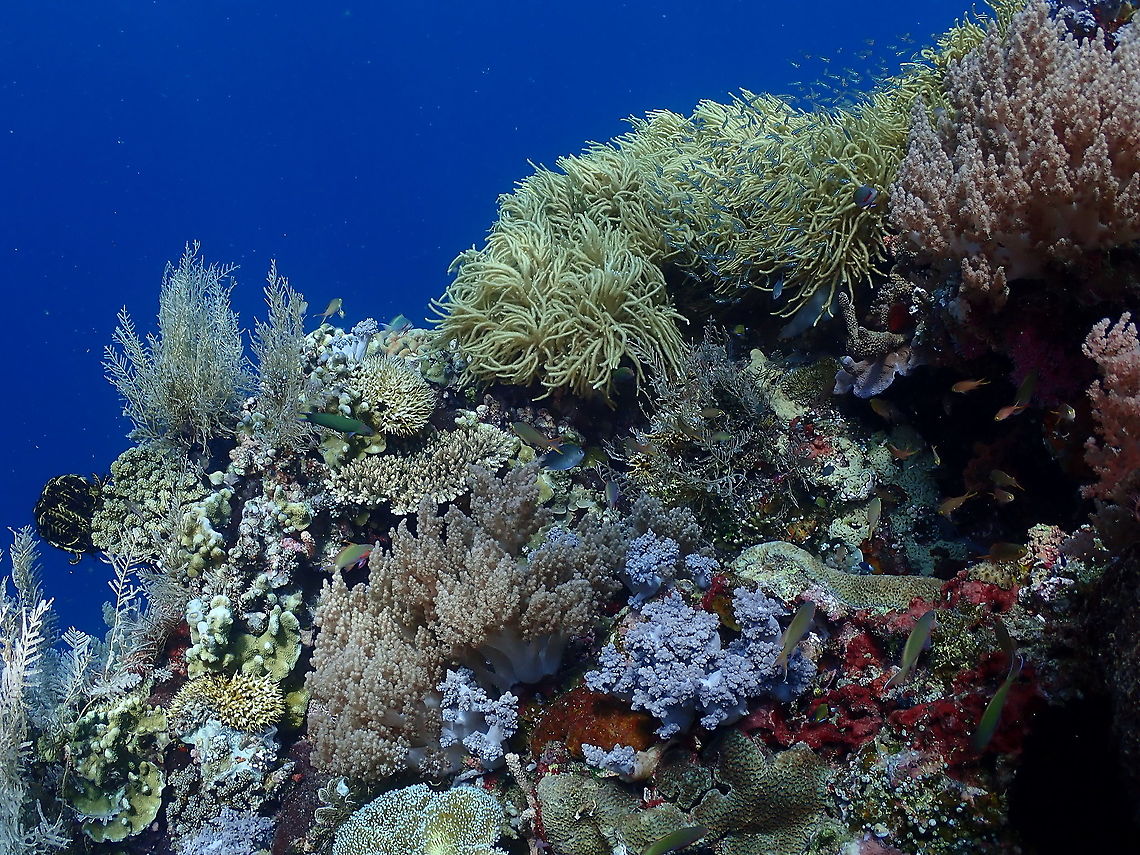 Happy 2021! May your year be as beautiful and magic as a healthy coral reef! Fall,Geotagged,Indonesia