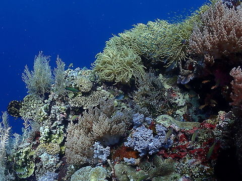 Happy 2021! May your year be as beautiful and magic as a healthy coral reef! Fall,Geotagged,Indonesia