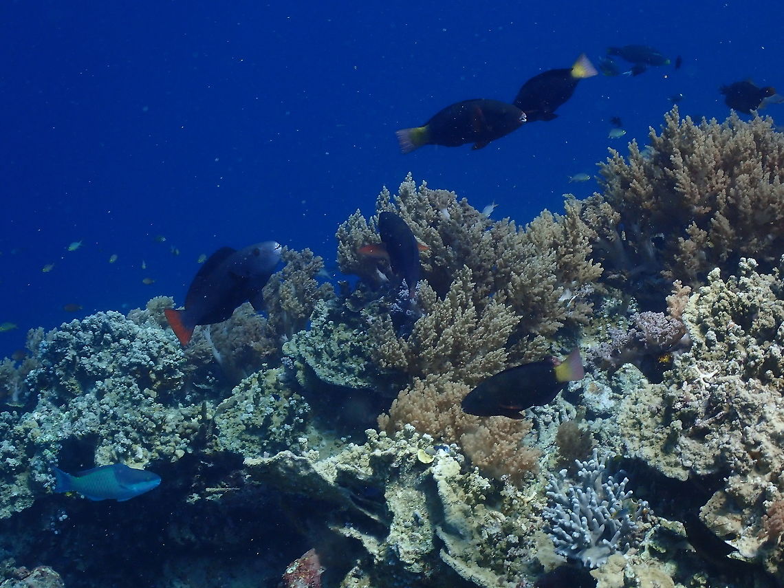 Tricolour parrotfish (Scarus tricolor) - Initial Phase It is the bigger parrotfish on the left of the coral reef. Initial phase: upper half of body blackish with a bluish-purple sheen, shading on lower flank to blue-green and blue and to orange-yellow ventrally. Scale edges are blackish. Head and thorax blackish. Iris yellow to orange-yellow. Dental plates white. Dorsal fin blackish becoming greyish orange posteriorly. Anal fin orange. Pectoral fins with dark rays and pale membranes. Pelvic fins brownish to orange-brown or orange. Caudal fin orange-red.<br />
<a href="http://seatizens.sc/species/scarus-tricolor-bleeker-1847/" rel="nofollow">http://seatizens.sc/species/scarus-tricolor-bleeker-1847/</a> Fall,Geotagged,Indonesia,Scarus tricolor,Tri-color Parrotfish