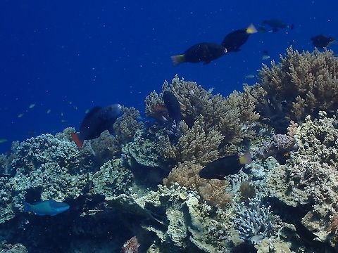 Tricolour parrotfish (Scarus tricolor) - Initial Phase It is the bigger parrotfish on the left of the coral reef. Initial phase: upper half of body blackish with a bluish-purple sheen, shading on lower flank to blue-green and blue and to orange-yellow ventrally. Scale edges are blackish. Head and thorax blackish. Iris yellow to orange-yellow. Dental plates white. Dorsal fin blackish becoming greyish orange posteriorly. Anal fin orange. Pectoral fins with dark rays and pale membranes. Pelvic fins brownish to orange-brown or orange. Caudal fin orange-red.
http://seatizens.sc/species/scarus-tricolor-bleeker-1847/ Fall,Geotagged,Indonesia,Scarus tricolor,Tri-color Parrotfish