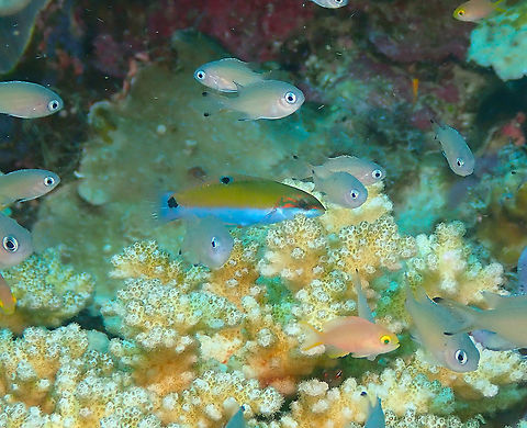 Moon wrasse (Thalassoma lunare) juvenile It is the colorful fish in the middle. Fall,Geotagged,Indonesia,Moon wrasse,Thalassoma lunare
