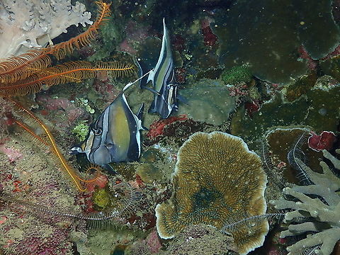 Moorish idol - Zanclus cornutus With night coloration. Fall,Geotagged,Indonesia,Moorish idol,Zanclus cornutus