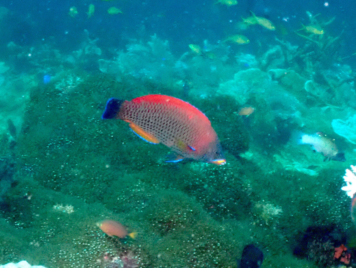 Chistletooth Wrasse - Pseudodax moluccanus Not my best picture ever but it introduces the species :-)<br />
<a href="https://www.marinelifephotography.com/fishes/wrasses/pseudodax-moluccanus.htm" rel="nofollow">https://www.marinelifephotography.com/fishes/wrasses/pseudodax-moluccanus.htm</a> Chiseltooth wrasse,Fall,Geotagged,Indonesia,Pseudodax moluccanus