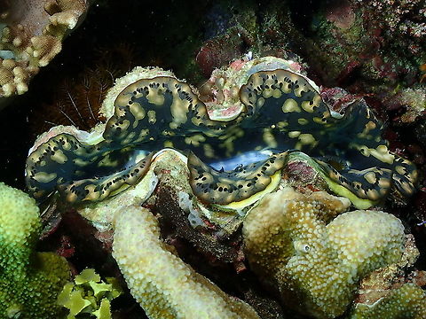 Boring clam -Tridacna crocea  Boring clam,Fall,Geotagged,Indonesia,Tridacna crocea