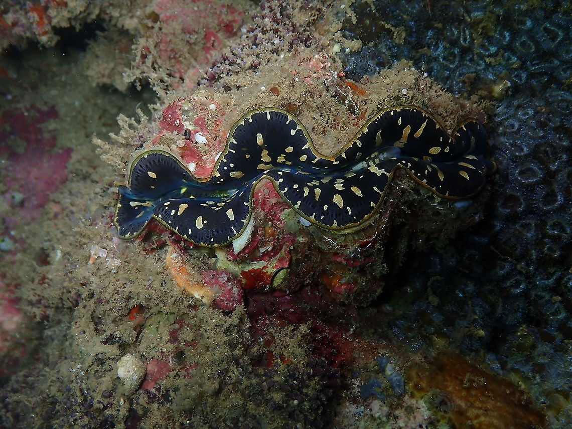 Boring clam - Tridacna crocea  Boring clam,Fall,Geotagged,Indonesia,Tridacna crocea