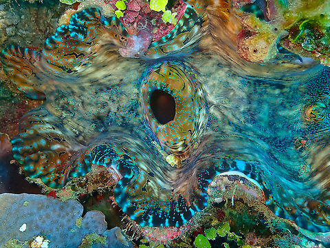 Fluted giant clam - Tridacna squamosa https://meilin5giantclam.wordpress.com/2016/10/20/is-this-i-think-it-is-no-wait-what/
https://www.tidalgardens.com/blog/tridacna-clams-reef-aquariums-maxima-squamosa-crocea-derasa-gigas-clams/ Fall,Fluted giant clam,Geotagged,Indonesia,Tridacna squamosa