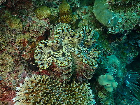 Fluted giant clam - Tridacna squamosa  Fall,Fluted giant clam,Geotagged,Indonesia,Tridacna squamosa