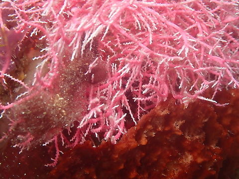 Rose lace-coral - Stylaster roseus  Fall,Geotagged,Indonesia,Rose lace-coral,Stylaster roseus