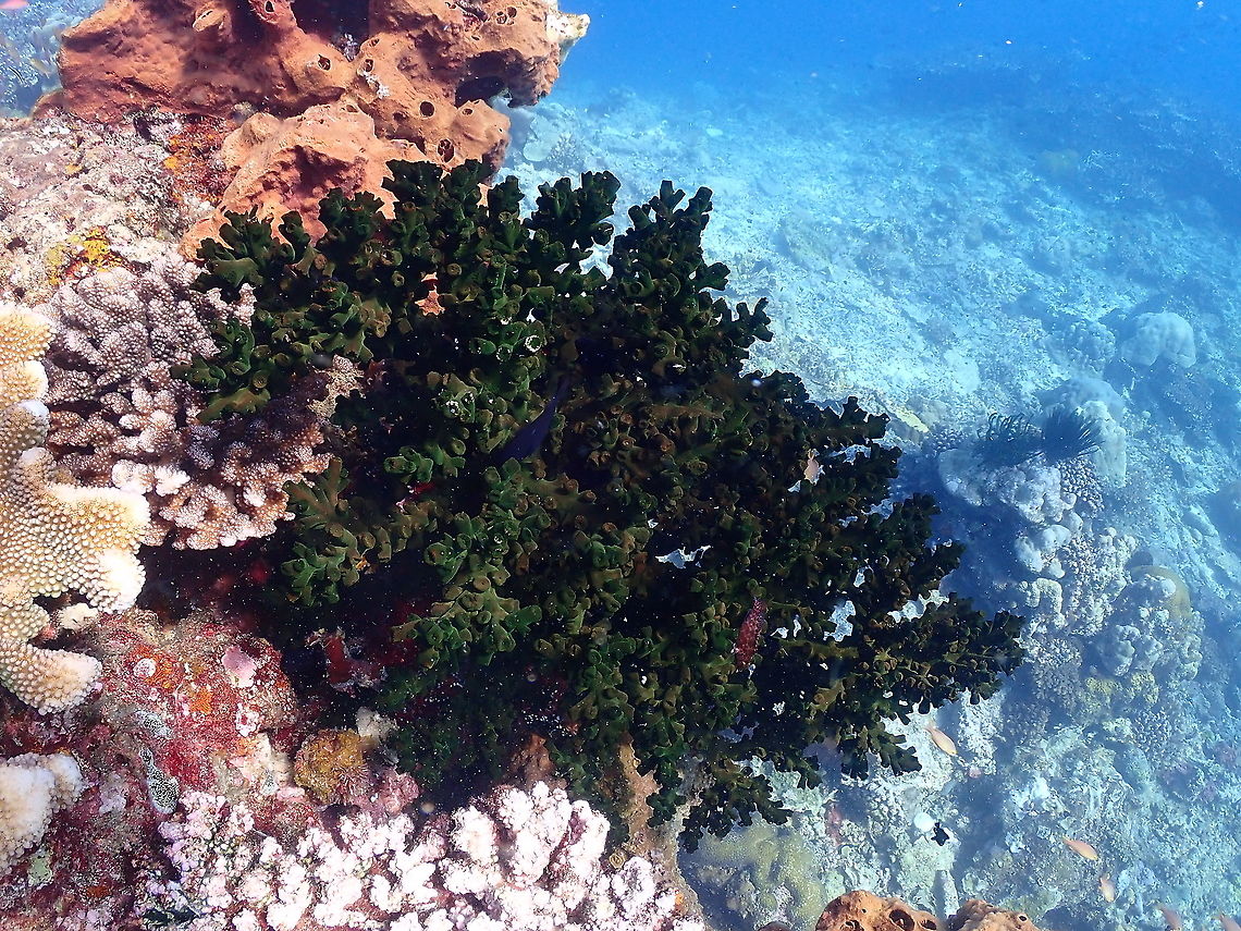 Black Cup Coral - Tubastraea micrantha  Black Cup Coral,Fall,Geotagged,Indonesia,Tubastraea micrantha