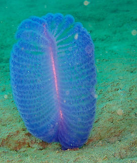Purple Sea Pen - Virgularia gustaviana  Fall,Geotagged,Indonesia,Purple Sea Pen,Virgularia gustaviana