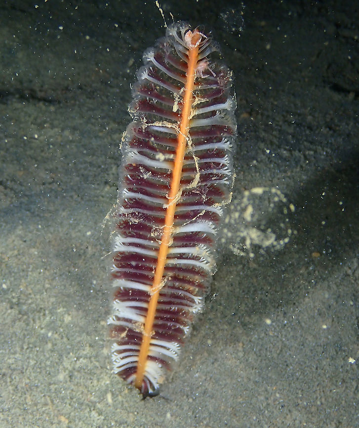 Purple Sea Pen - Virgularia gustaviana  Fall,Geotagged,Indonesia,Purple Sea Pen,Virgularia gustaviana