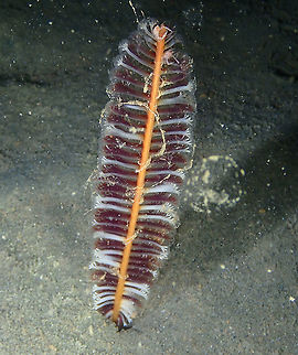Purple Sea Pen - Virgularia gustaviana  Fall,Geotagged,Indonesia,Purple Sea Pen,Virgularia gustaviana