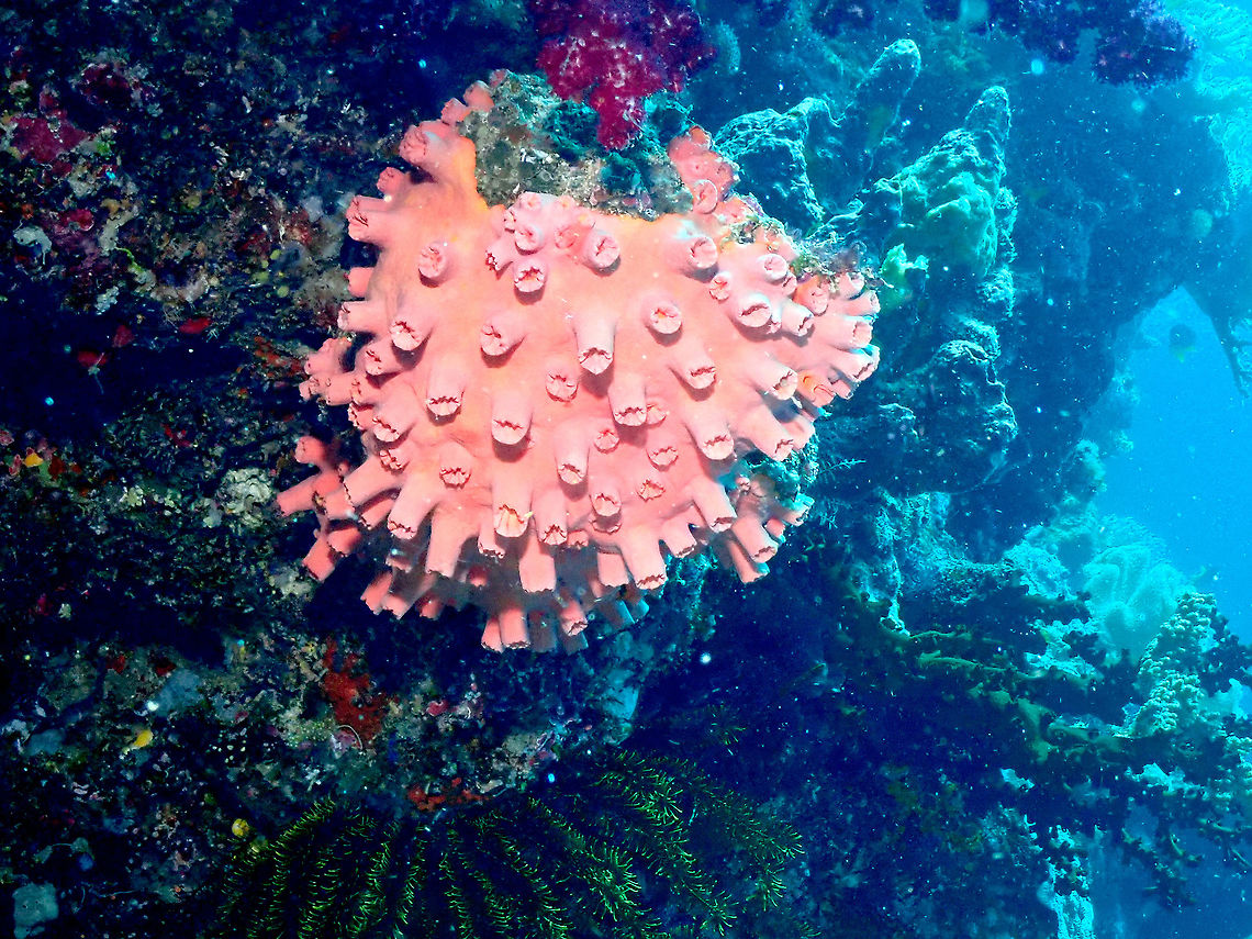 Tubastraea faulkneri with retracted polyps I have several Tubastraea pictures and I am trying to find the differences between eg. T. coccinea and T. faulkneri.Finally I could find some information here:<br />
<a href="https://reefs.com/magazine/field-guide-sun-corals/" rel="nofollow">https://reefs.com/magazine/field-guide-sun-corals/</a><br />
The funniest thing is that the first picture in this article is mine and seems to have been taken from Project Noah. I have contacted the author to correct my name which is not correctly spelled. I will retrieve this pic from my archives to also add the species here, I made it in Galapagos quite some years ago. Anyway, other article that has been helpful to see sp differences is this otehr one: <a href="https://reefbuilders.com/2012/10/18/tubastraea-faulkneri-coccinea/" rel="nofollow">https://reefbuilders.com/2012/10/18/tubastraea-faulkneri-coccinea/</a> Fall,Geotagged,Indonesia,Tubastraea faulkneri