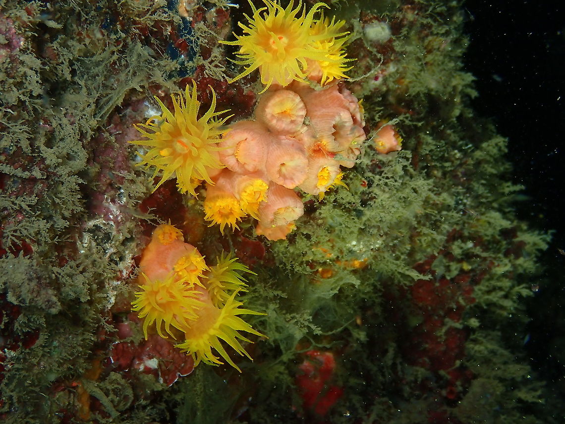 Orange cup coral - Tubastraea coccinea I think this is T. coccinea based on the lack of separation of the polyps at the base, feature that distinguishes it from T. faulkneri (but just as with all other corals ID at the sp. level is always tentative!).<br />
<a href="https://reefbuilders.com/2012/10/18/tubastraea-faulkneri-coccinea/" rel="nofollow">https://reefbuilders.com/2012/10/18/tubastraea-faulkneri-coccinea/</a> Fall,Geotagged,Indonesia,Orange cup coral,Tubastraea coccinea