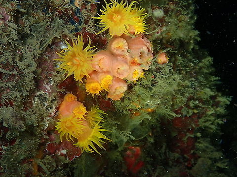 Orange cup coral - Tubastraea coccinea I think this is T. coccinea based on the lack of separation of the polyps at the base, feature that distinguishes it from T. faulkneri (but just as with all other corals ID at the sp. level is always tentative!).
https://reefbuilders.com/2012/10/18/tubastraea-faulkneri-coccinea/ Fall,Geotagged,Indonesia,Orange cup coral,Tubastraea coccinea