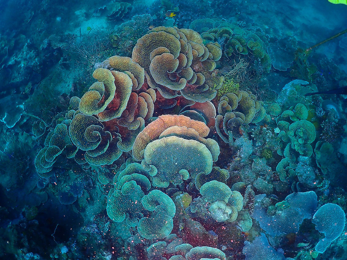 Yellow scroll coral - Turbinaria reniformis tentative, based on shape<br />
I am also suspecting Montipora capricornis so feel free to correct me if you have clear evidence to distinguish them :-) Fall,Geotagged,Indonesia,Turbinaria reniformis,Yellow scroll coral