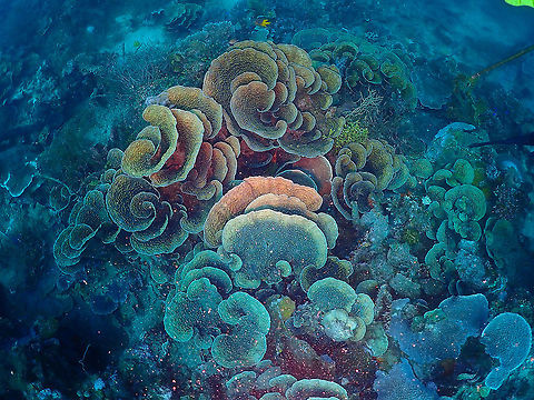 Yellow scroll coral - Turbinaria reniformis tentative, based on shape
I am also suspecting Montipora capricornis so feel free to correct me if you have clear evidence to distinguish them :-) Fall,Geotagged,Indonesia,Turbinaria reniformis,Yellow scroll coral