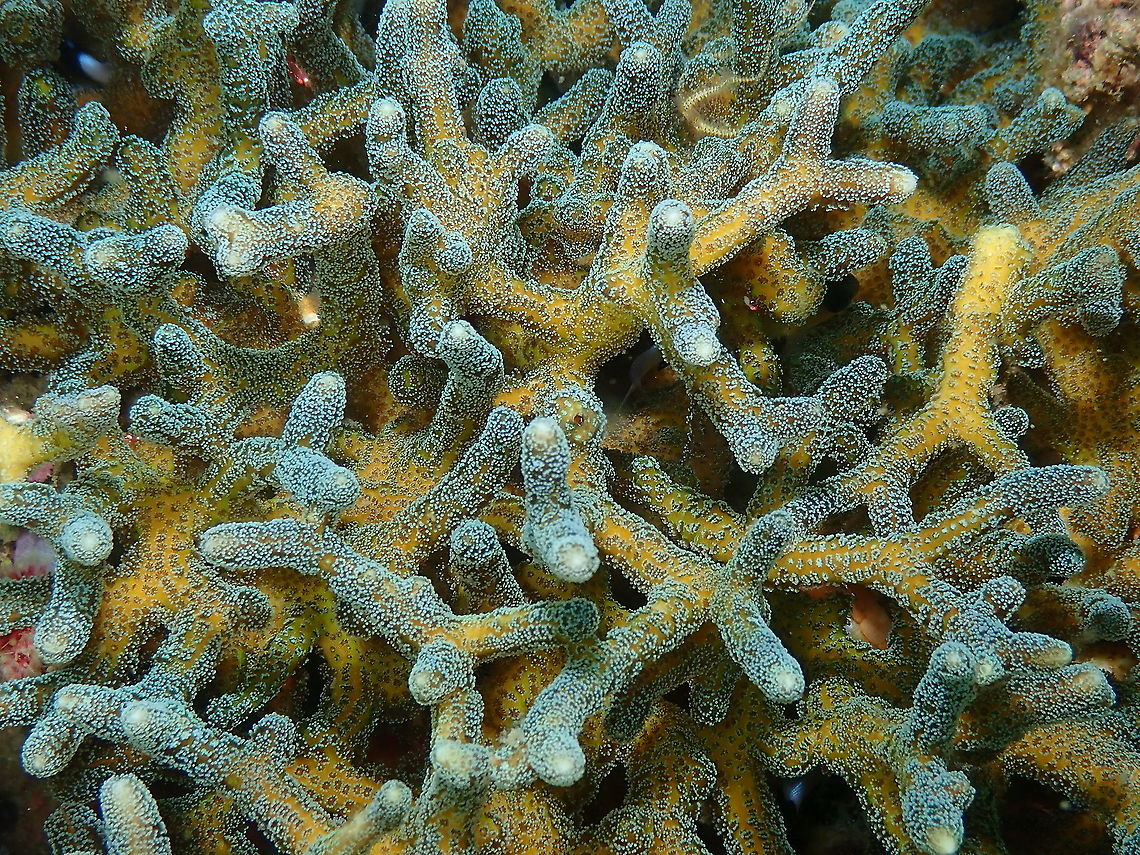 Hood coral - Stylophora pistillata  Fall,Geotagged,Hood coral,Indonesia,Stylophora pistillata