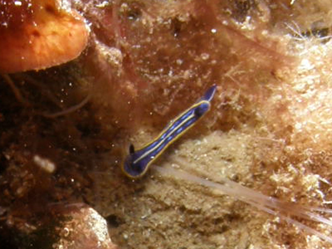 Hypselodoris fontandraui This is quite a bad picture made in 21 Sep 2010 during a dive in the Island of Benidorm, Alicante, Spain. For quite a while I wondered which species it was and today while arranging my nudibranch picture collection in Flickr I looked online and finally found the correct sp so I am adding it to JD. I hope that Covid will let us eventually travel again to our dive destinations and that I will be able to find again this nice Mediterranean nudi for a better picture :-)<br />
<a href="http://www.seaslugforum.net/find/hypsfont" rel="nofollow">http://www.seaslugforum.net/find/hypsfont</a> Felimare fontandraui,Geotagged,Spain,Summer