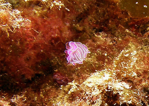 Giesbrecht's flatworm - Prostheceraeus giesbrechtii Another terrible picture also made in the Island of Benidorm (Alicante), Spain in 2010 for which I have finally found and ID :-)       Fall,Geotagged,Giesbrecht's flatworm,Prostheceraeus giesbrechtii,Spain
