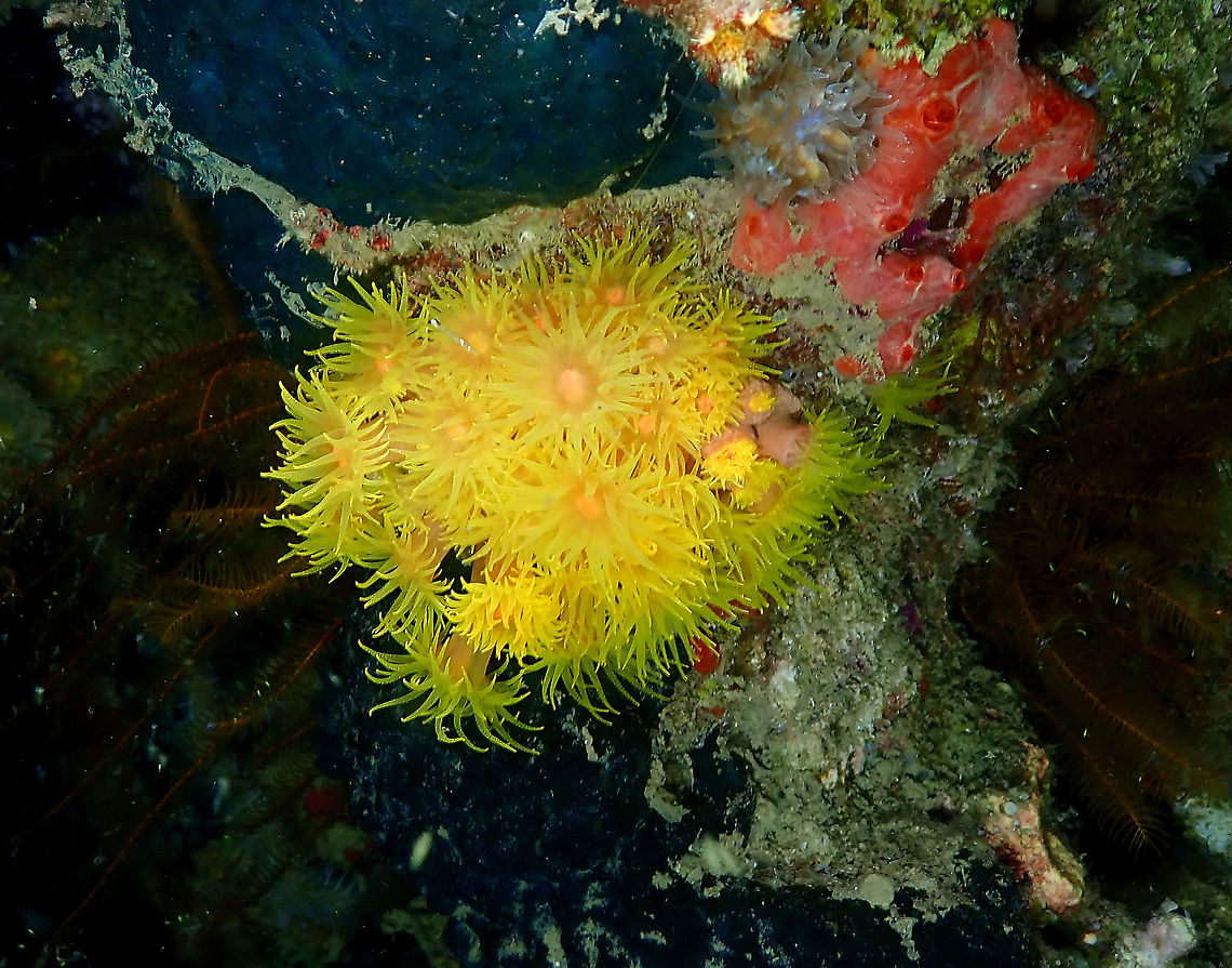 Orange sun coral - Tubastraea faulkneri View with extended polyps. Fall,Geotagged,Indonesia,Orange sun coral,Tubastraea faulkneri