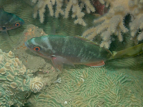 Yellow Tail Fusilier - Caesio cuning (night colors) They can look very different than during the day, when they are silvery color with the yellow tail that gives their name.
http://souslesmers.free.fr/f.php?e=2270&i=1
http://muskiebaitadventures.blogspot.com/2010/11/indo-pacific-tour-2010-phuket-day-3.html Caesio cuning