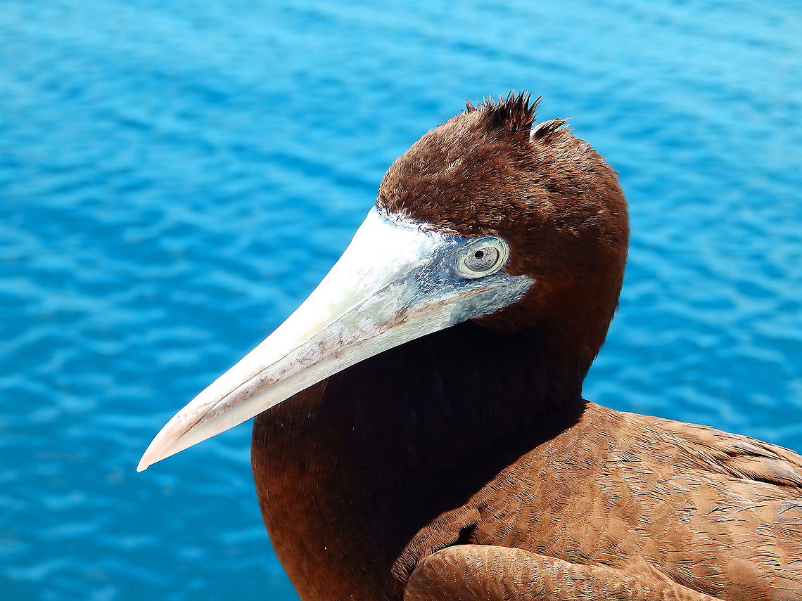 Brown booby - Sula leucogaster This booby was choking with a fish he could not swallow. The crew members from our dive boat decided to help and removed the fish from his throat, then let the bird to recover for a little while at the top of the boat. I climbed up and sat down next to him and could make pics and even touch him (her) ...the poor one was really exhausted and indeed he would have died if he would have been left alone. After a while he recovered and flew to the water and swam next to us for a while before leaving. We called him &quot;Chewy&quot; :-) Brown booby,Fall,Geotagged,Indonesia,Sula leucogaster
