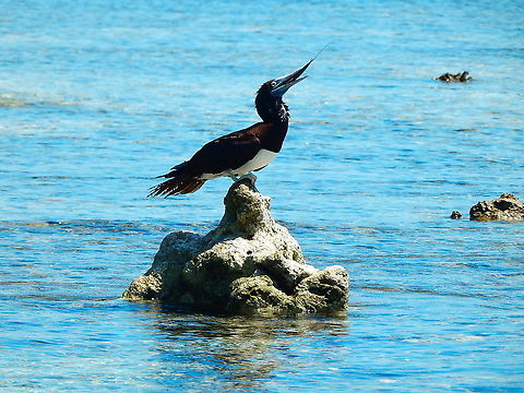 Brown booby - Sula leucogaster This is "Chewy" choking on fish stuck on his throat. He was rescued by our dive crew :-) Brown booby,Fall,Geotagged,Indonesia,Sula leucogaster