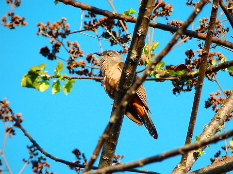 Brush_Cuckoo - Cacomantis variolosus A medium-sized cuckoo, with a warm buff colored chest and belly. Gray eyering and heavily barred tail. Lack of a yellow eyering separates it from Fan-tailed Cuckoo, with which it overlaps in Australasia. Also similar to Plaintive Cuckoo, which is much more richly-colored. Calls frequently with an exhaustive series of separate whistles that fall in pitch and speed. Also does the remarkable "brain-fever-bird," a call that is repeated faster and faster. 
https://ebird.org/species/brucuc1?siteLanguage=en_PH
 Brush cuckoo,Cacomantis variolosus,Fall,Geotagged,Indonesia