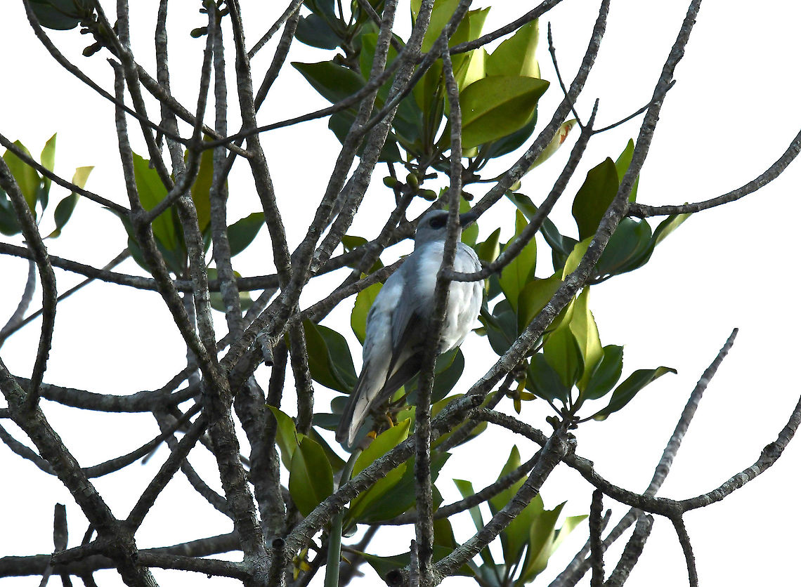 White-bellied Cuckooshrike - Coracina papuensis Medium-sized slender bird, pale gray above, white below, with a small dark bridge between the bill and eye (lores) and faint partial white eyering. Immature lacks distinct mask of Black-faced Cuckooshrike. Dark morph shows large but variable black bib and breast, mottled or barred at the edges. Inhabits eucalypt forest and other woodlands in Australia, Indonesia, New Guinea, and the Solomon Islands. Call a high-pitched, two-note squeak. <br />
<a href="https://ebird.org/species/whbcus1/" rel="nofollow">https://ebird.org/species/whbcus1/</a> Coracina papuensis,Fall,Geotagged,Indonesia,White-bellied cuckooshrike