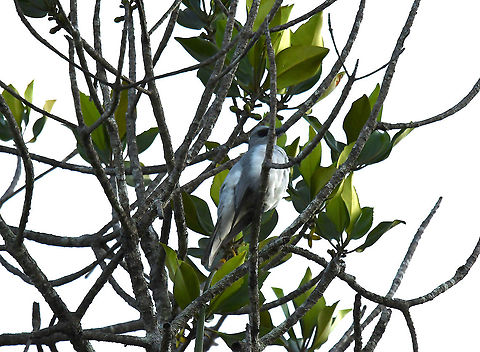 White-bellied Cuckooshrike - Coracina papuensis Medium-sized slender bird, pale gray above, white below, with a small dark bridge between the bill and eye (lores) and faint partial white eyering. Immature lacks distinct mask of Black-faced Cuckooshrike. Dark morph shows large but variable black bib and breast, mottled or barred at the edges. Inhabits eucalypt forest and other woodlands in Australia, Indonesia, New Guinea, and the Solomon Islands. Call a high-pitched, two-note squeak. 
https://ebird.org/species/whbcus1/ Coracina papuensis,Fall,Geotagged,Indonesia,White-bellied cuckooshrike