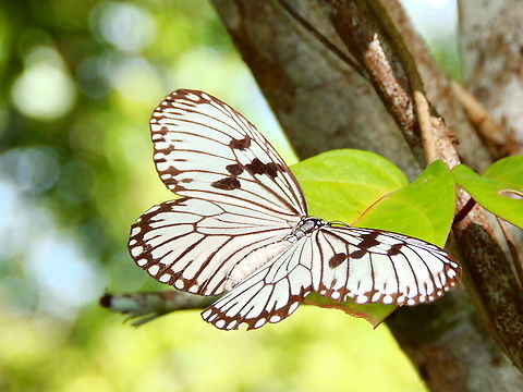 Paper Butterfly - Idea durvillei Possibly I. d. theia (Fruhstorfer, 1903) (Halmahera, Ternate, Bachan, Obi).
 Fall,Geotagged,Idea durvillei,Indonesia