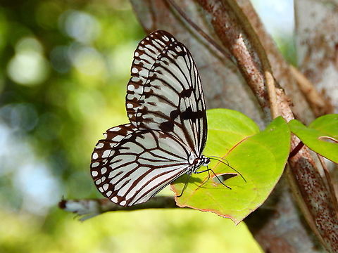 Paper Butterfly - Idea durvillei With wings closed. It was a beautiful common sight in the mangrove areas of Weda in Halmahera. Fall,Geotagged,Idea durvillei,Indonesia