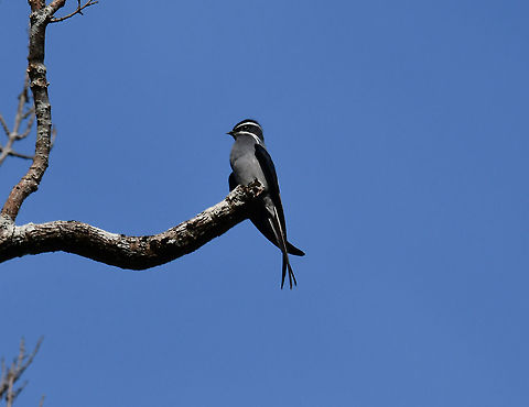 Moustached Treeswift - Hemiprocne mystacea One of the most beautiful birds I have ever seen. It was very far up at the top of the canopy in an area next to a road crossing the rainforest (Weda, Halmahera) Fall,Geotagged,Hemiprocne mystacea,Indonesia,Moustached treeswift