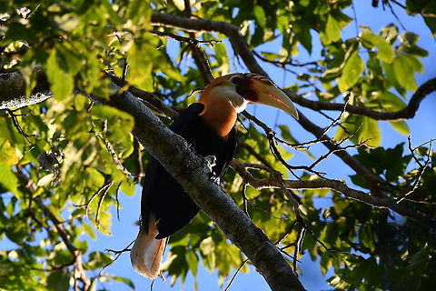 Blyth's Hornbill - Rhyticeros plicatus A relatively common hornbill in Weda, Halmahera, rainforest. We saw couples flying often by the area of our cabins. This one was seen inside the rainforest. Blyth's hornbill,Fall,Geotagged,Indonesia,Rhyticeros plicatus