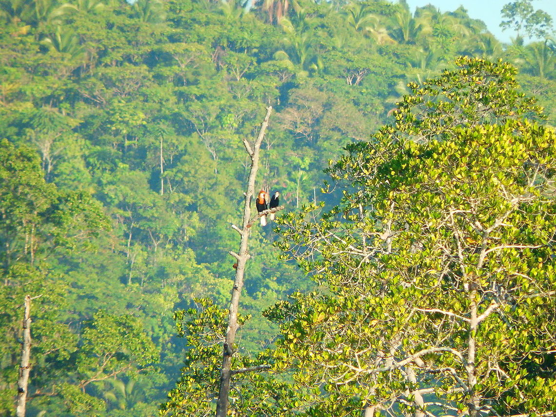 Blyths Hornbill couple-Rhyticeros plicatus This a couple, in the distance that we saw right in the trre tops by our cabins. I shoudl have posted it yesterday, for San Valentine's!  Blyth's hornbill,Fall,Geotagged,Indonesia,Rhyticeros plicatus