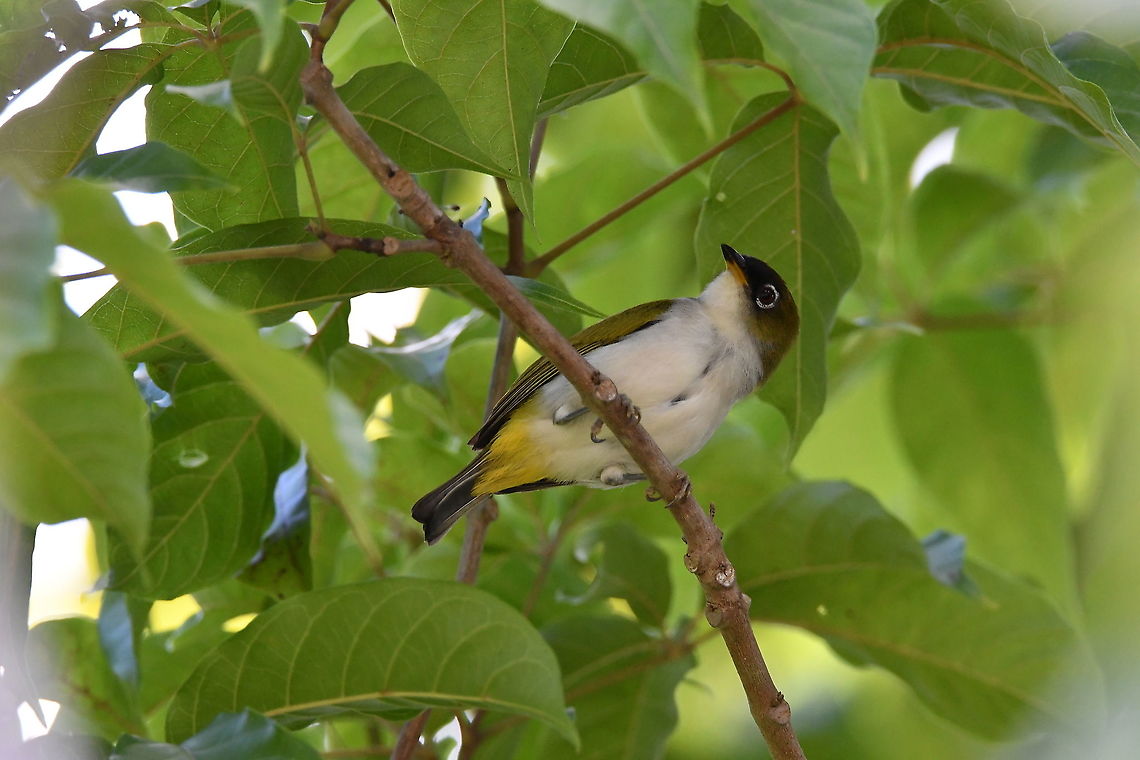 Cream-throated white-eye - Zosterops atriceps For the song hear this video;<br />
<section class="video"><iframe width="448" height="282" src="https://www.youtube-nocookie.com/embed/CTkgkgHXyUM?hd=1&autoplay=0&rel=0" frameborder="0" allowfullscreen></iframe></section>  Cream-throated white-eye,Fall,Geotagged,Indonesia,Zosterops atriceps