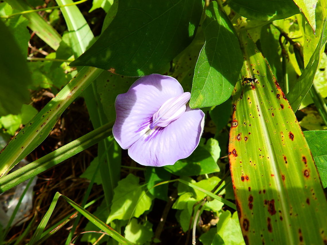 Butterfly-pea More info on this beauty here:<br />
<a href="https://www.tropicalforages.info/text/entities/centrosema_molle.htm" rel="nofollow">https://www.tropicalforages.info/text/entities/centrosema_molle.htm</a> Centro,Centrosema pubescens,Fall,Geotagged,Indonesia