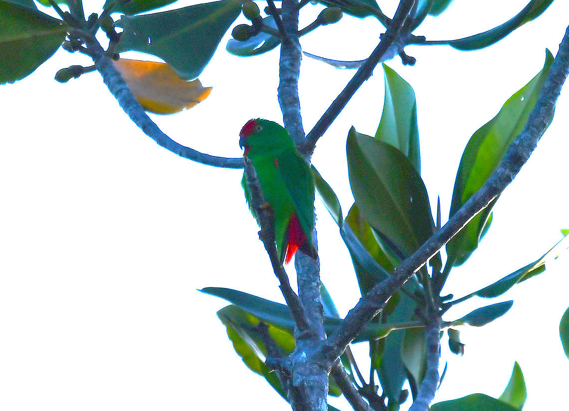 Moluccan hanging parrot This picture was made against the light so I had to add brightness for the beautiful parrot to show its colors. It is not the best pic ever but it is a beautiful species that already deserves its place in JD :-)<br />
And it seems to be a very pleasant parrot given the name &#039;amabilis&#039; :-)<br />
More facts in here:<br />
<a href="https://www.parrots.org/encyclopedia/moluccan-hanging-parrot" rel="nofollow">https://www.parrots.org/encyclopedia/moluccan-hanging-parrot</a><br />
<a href="https://ebird.org/species/mohpar1" rel="nofollow">https://ebird.org/species/mohpar1</a><br />
<br />
 Fall,Geotagged,Indonesia,Loriculus amabilis,Moluccan hanging parrot