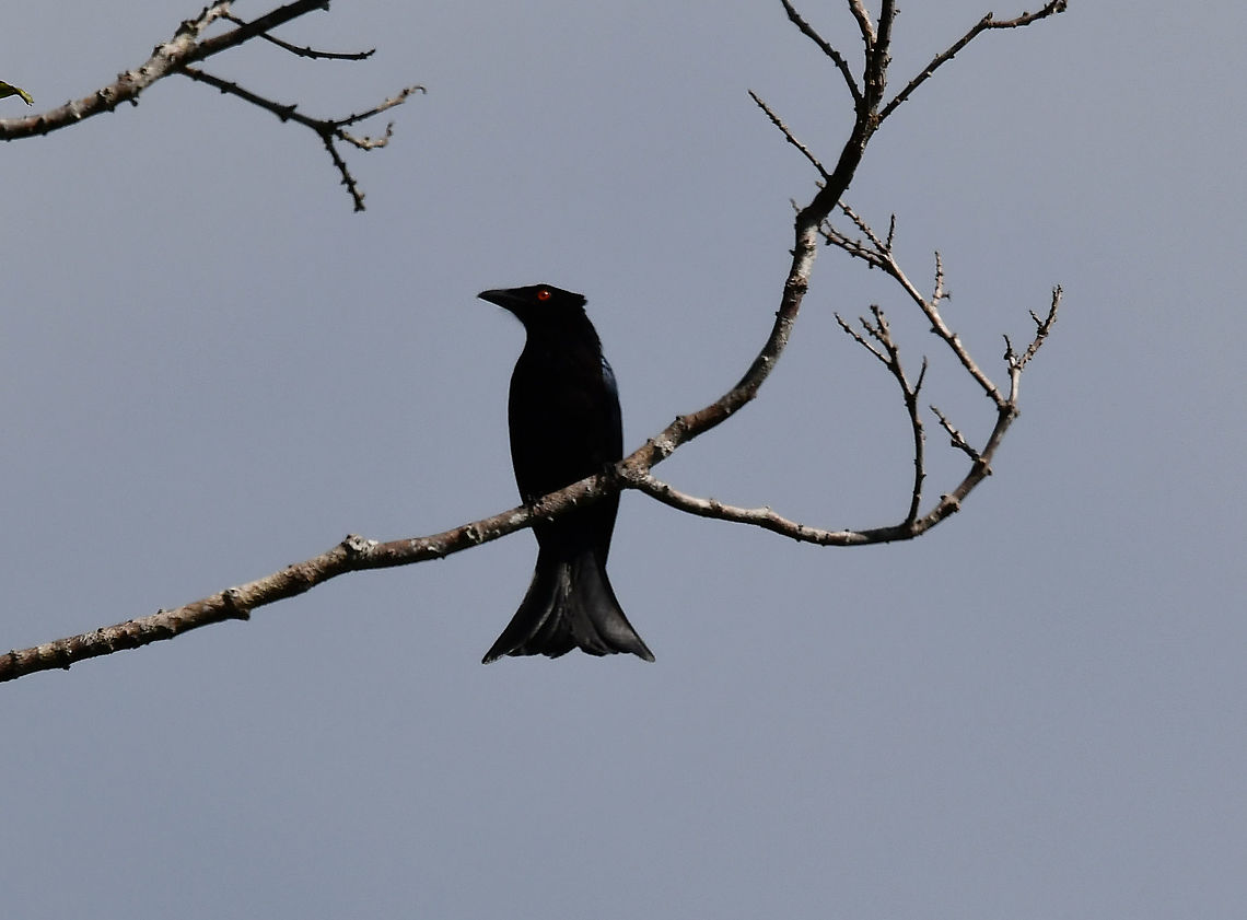 Spangled Drongo - Dicrurus bracteatus More details here:<br />
<a href="https://ebird.org/species/spadro1/ID-MA-MU" rel="nofollow">https://ebird.org/species/spadro1/ID-MA-MU</a><br />
<a href="https://avibase.bsc-eoc.org/species.jsp?avibaseid=611AEDBAD7D74F34" rel="nofollow">https://avibase.bsc-eoc.org/species.jsp?avibaseid=611AEDBAD7D74F34</a> Dicrurus bracteatus,Fall,Geotagged,Indonesia,Spangled Drongo