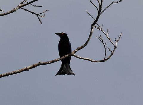 Spangled Drongo - Dicrurus bracteatus More details here:
https://ebird.org/species/spadro1/ID-MA-MU
https://avibase.bsc-eoc.org/species.jsp?avibaseid=611AEDBAD7D74F34 Dicrurus bracteatus,Fall,Geotagged,Indonesia,Spangled Drongo
