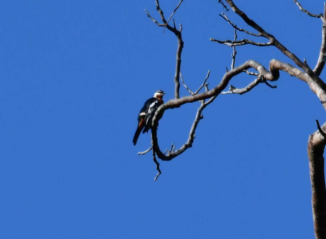 Rufous-bellied Triller - Lalage aurea Image taken from quite a distance, could not get any better. They like to hang up at the top of the trees :-) Fall,Geotagged,Indonesia,Lalage aurea,Rufous-bellied triller
