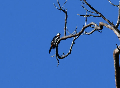 Rufous-bellied Triller - Lalage aurea Image taken from quite a distance, could not get any better. They like to hang up at the top of the trees :-) Fall,Geotagged,Indonesia,Lalage aurea,Rufous-bellied triller
