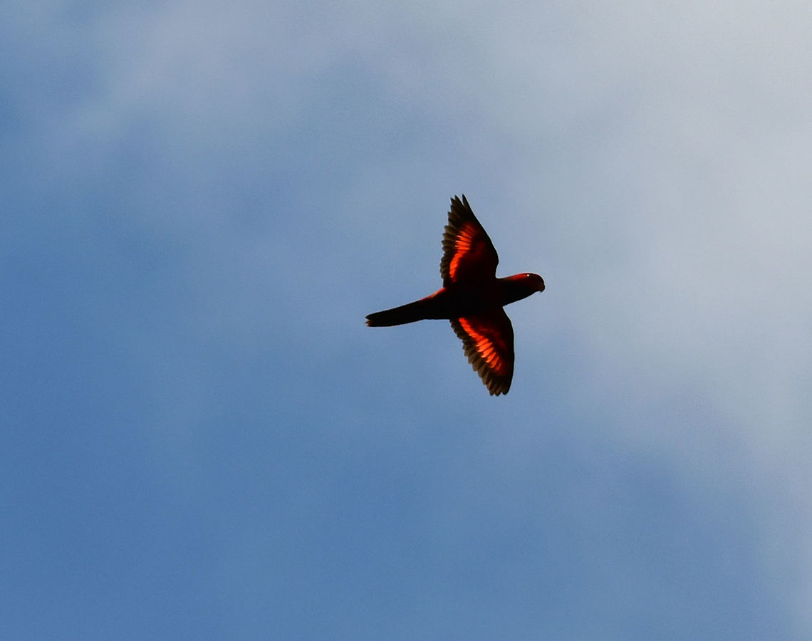 Violet-necked Lory - Eos squamata These beautiful red and purple colored parrots were flying alone and in flocks at the tree tops during our bridwatching excursion in Weda, Halmahera.<br />
More details on the species here:<br />
<a href="http://datazone.birdlife.org/species/factsheet/violet-necked-lory-eos-squamata" rel="nofollow">http://datazone.birdlife.org/species/factsheet/violet-necked-lory-eos-squamata</a><br />
<a href="https://www.parrots.org/encyclopedia/violet-necked-lory" rel="nofollow">https://www.parrots.org/encyclopedia/violet-necked-lory</a> Eos squamata,Fall,Geotagged,Indonesia,Violet-necked Lory